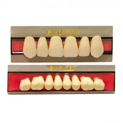 Dente Evotri O36 Superior 2B Dente Evotri O36 Superior 2B