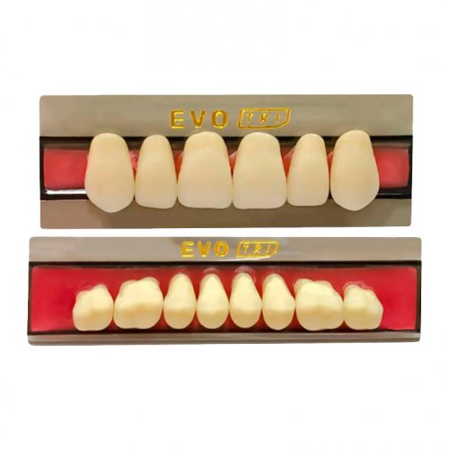 Dente Evotri E2 Superior 1E