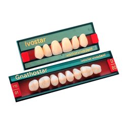 Dente Gnathostar D80 Inferior A3 Dente Gnathostar D80 Inferior A3